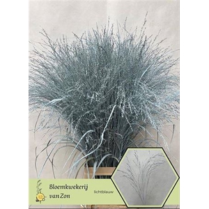 Siergr Panicum Ice Blue