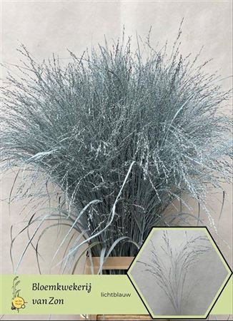 <h4>Siergr Panicum Ice Blue</h4>