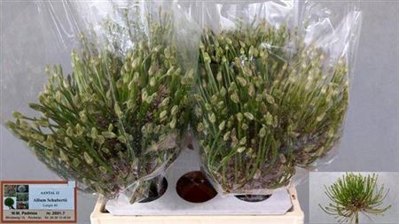 <h4>Allium Schubertii Extra</h4>