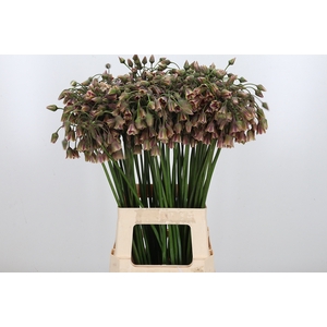 Allium Siculum
