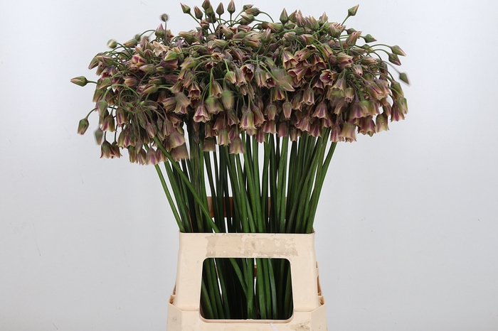 <h4>Allium Siculum</h4>