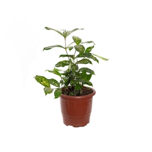 DRACENA GODSEFFIANA P17