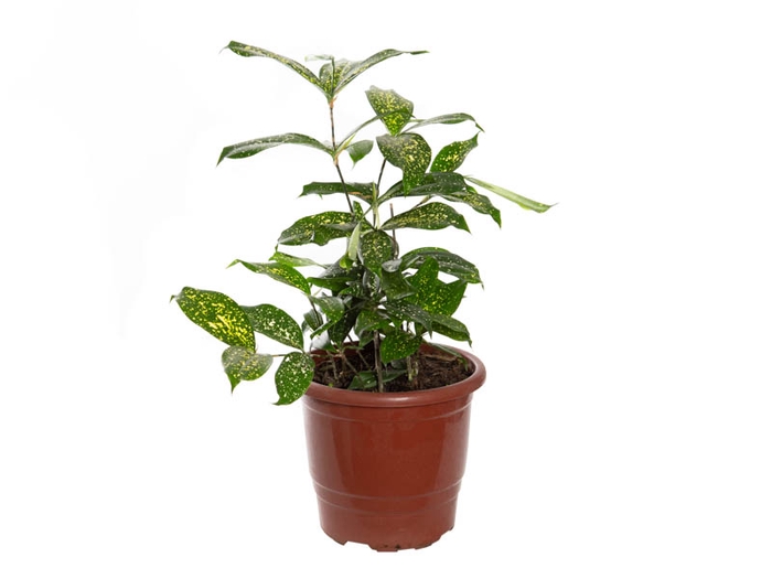 <h4>DRACENA GODSEFFIANA P17</h4>