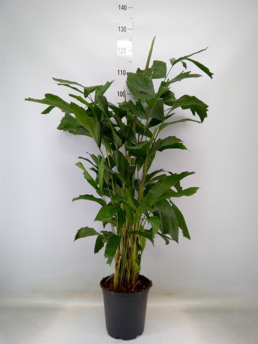 <h4>Caryota mitis</h4>