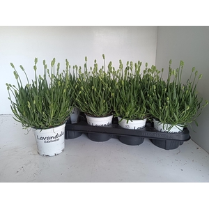 LAVAN IN EDELWEISS