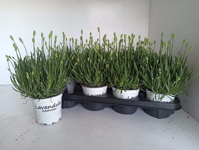 <h4>LAVAN IN EDELWEISS</h4>