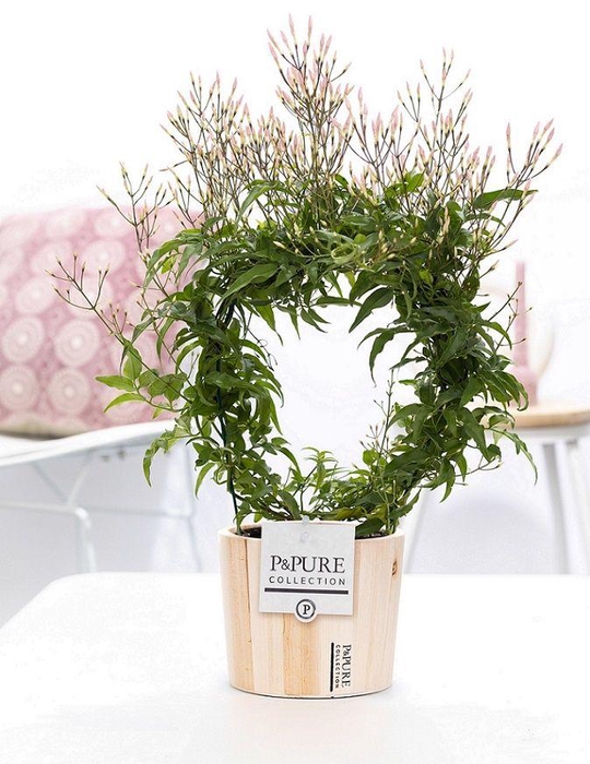 <h4>Jasminum Poly. ( 200+ knop) in P&PURE Wood 5</h4>