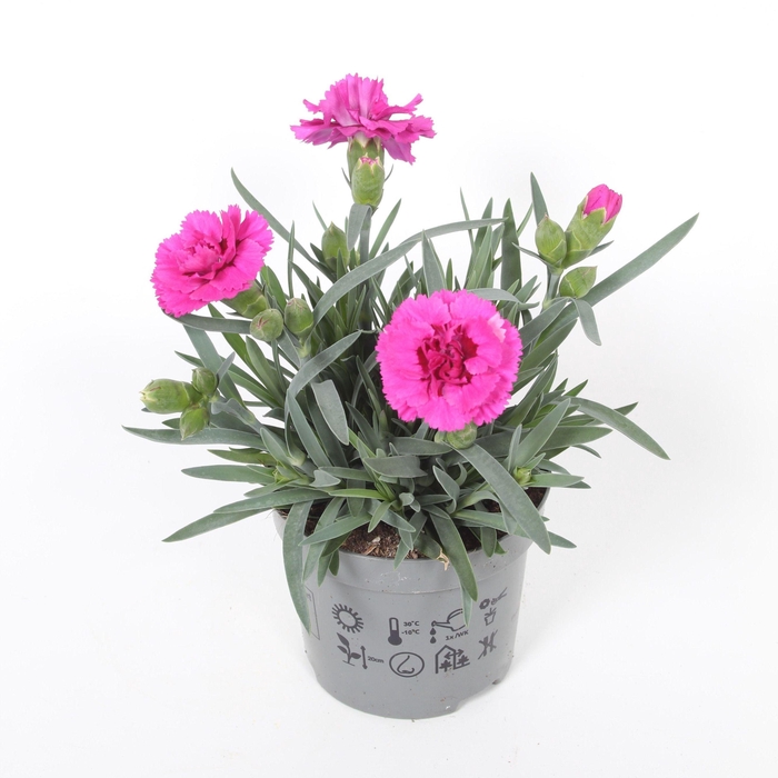 <h4>Dianthus Marie p9</h4>