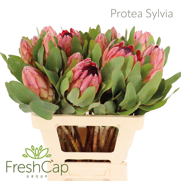 <h4>Protea Sylvia</h4>