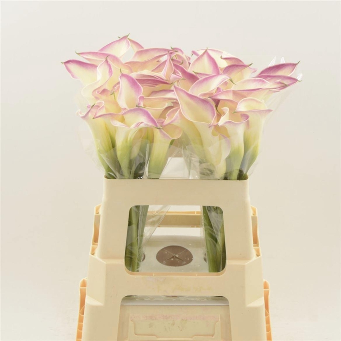 <h4>ZANT CALL MARIO</h4>