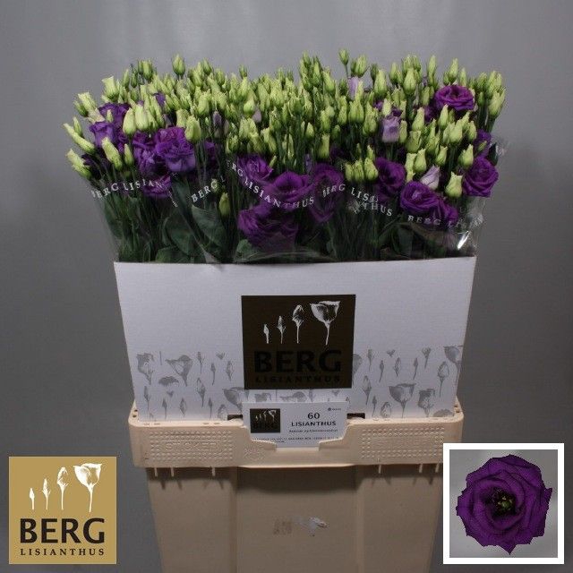 <h4>Lisianthus Rosita Blue</h4>