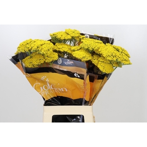 Achillea Golden Prairi