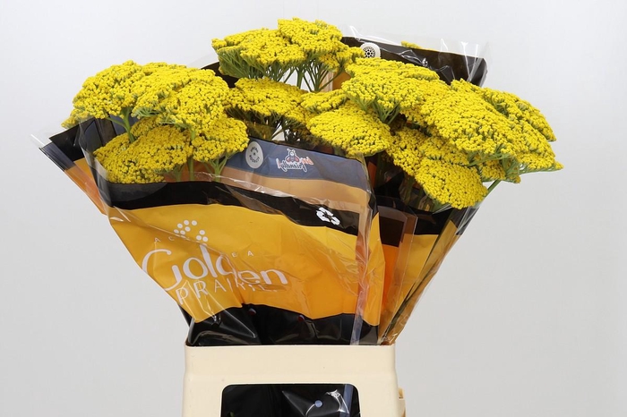<h4>Achillea Golden Prairi</h4>