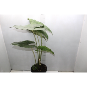 ALOCASIA PRINCEPS P24