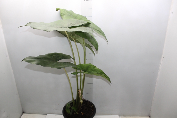<h4>ALOCASIA PRINCEPS P24</h4>