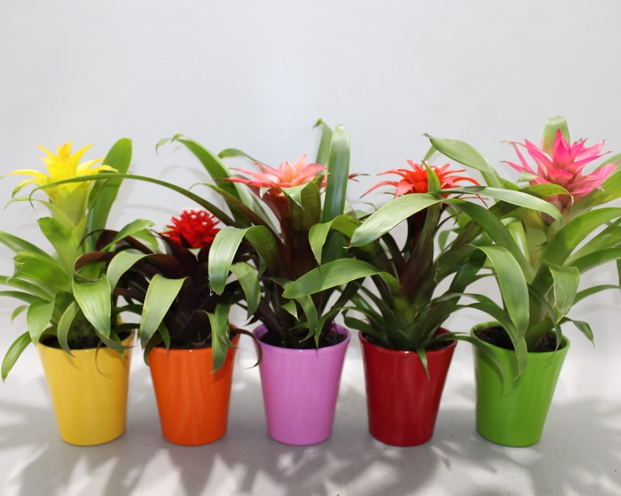<h4>Guzmania Compact Plus Gemengd 10.5cm (Met Hoes)</h4>
