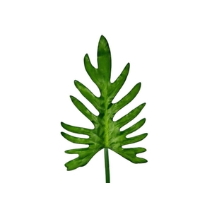 FOLHAGEM GUAIMBE