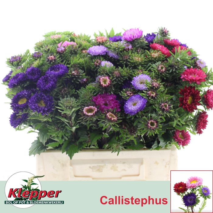 <h4>CALLIS PER BOS</h4>