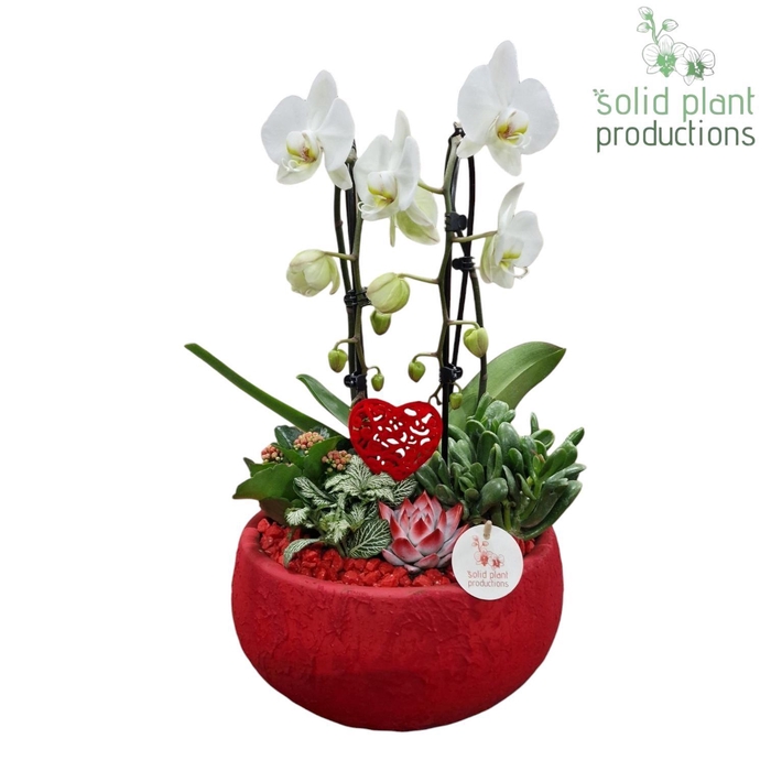 <h4>PH044 Esra Red Cascade</h4>