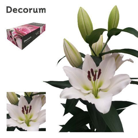 <h4>LI TISENTO 4+ Medium Decorum Box</h4>