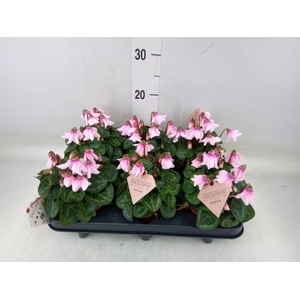 Cyclamen KL 'Petticoat'