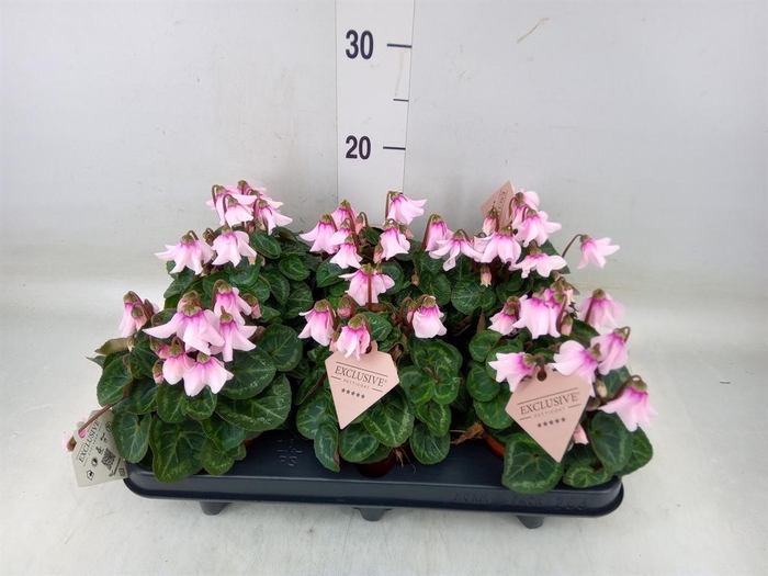 <h4>Cyclamen KL 'Petticoat'</h4>