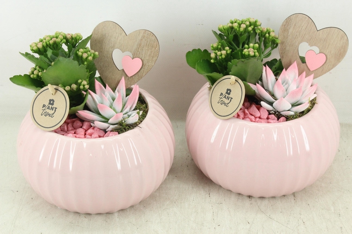 <h4>arr2 PL - Ker. bolpot tessa Pink 338/4</h4>