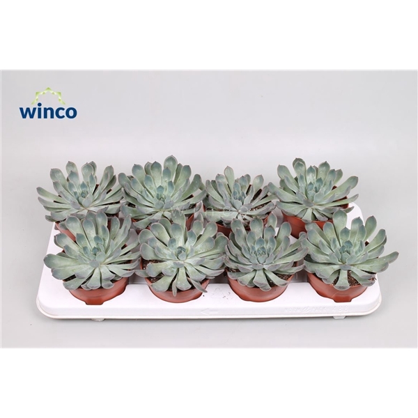 <h4>Echeveria Pulidonis Grey</h4>