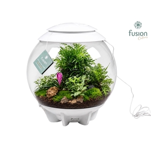 Terrarium XXL Exclusive wit met arrangement