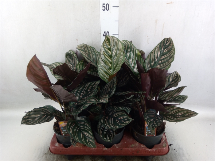 <h4>Calathea sanderiana</h4>