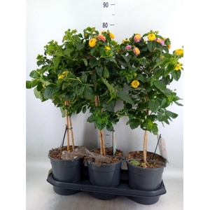 Lantana camara   ...