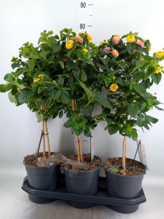 <h4>Lantana camara   ...</h4>