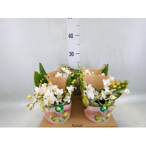 Phalaenopsis   ...white