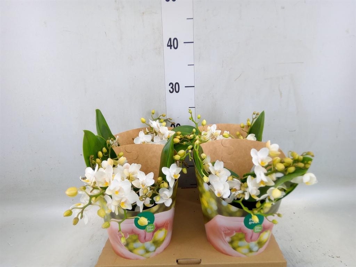 <h4>Phalaenopsis   ...white</h4>