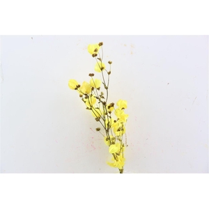 Dried Bougainvillea X5 55cm Yellow Bunch
