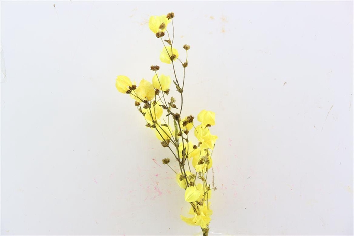 <h4>Dried Bougainvillea X5 55cm Yellow Bunch</h4>