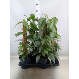 Epipremnum pinn. 'Cebu Blue'