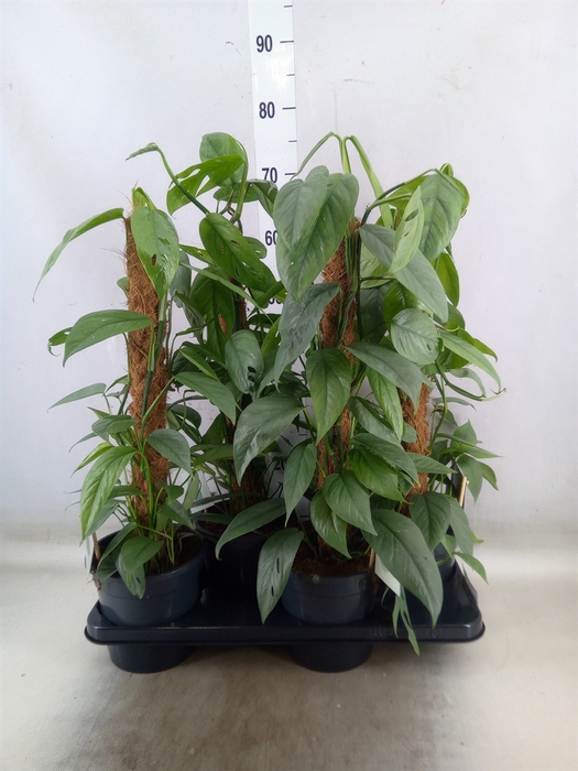 <h4>Epipremnum pinn. 'Cebu Blue'</h4>