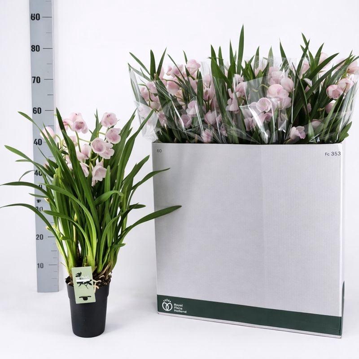 <h4>CYMB OVERIG</h4>