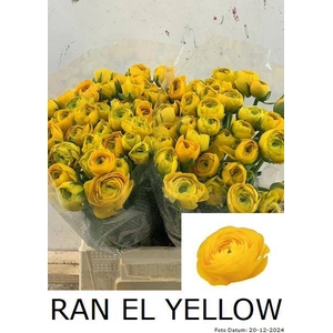 RAN EL YELLOW