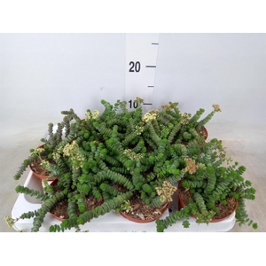 Crassula marnieriana