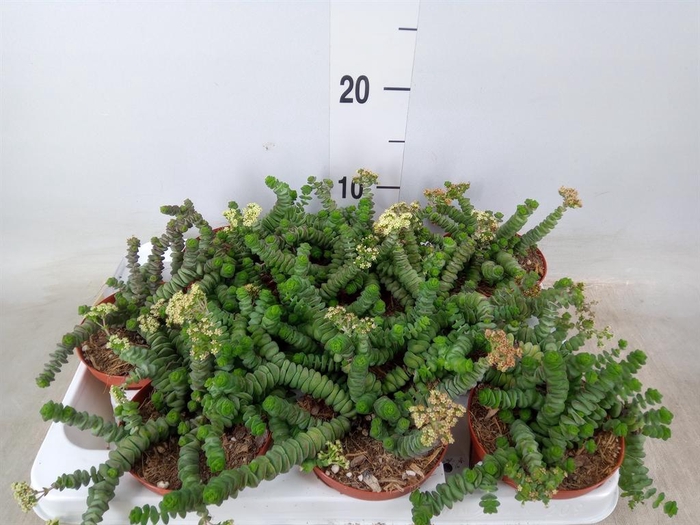 <h4>Crassula marnieriana</h4>
