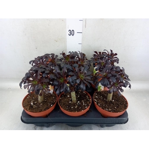 Aeonium arboreum 'Atropurpureum'