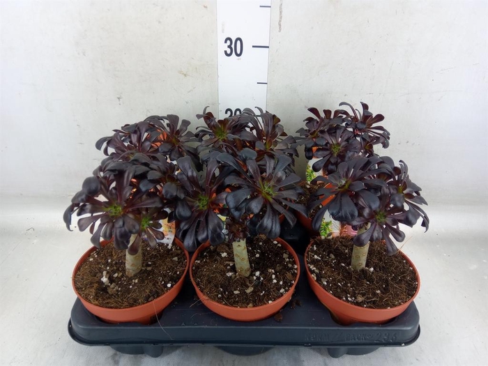 <h4>Aeonium arboreum 'Atropurpureum'</h4>
