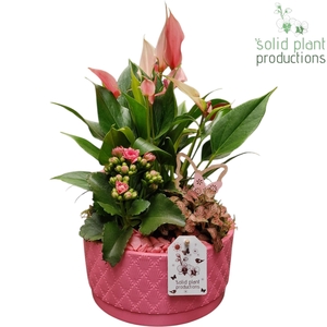 AT003 Loes Pink Anthurium