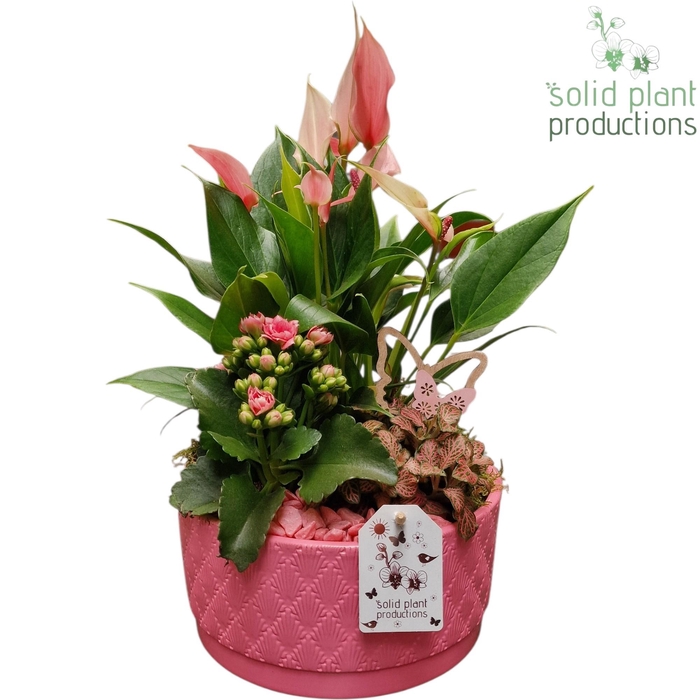 <h4>AT003 Loes Pink Anthurium</h4>