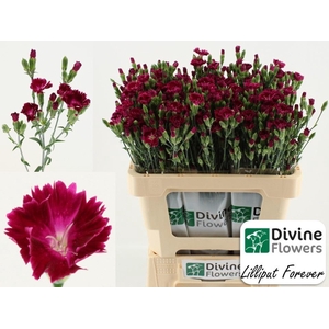 Dianthus  'Lilliput Forever'