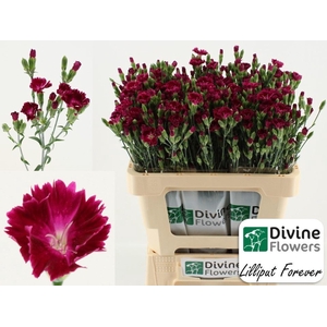 Dianthus  'Lilliput Forever'