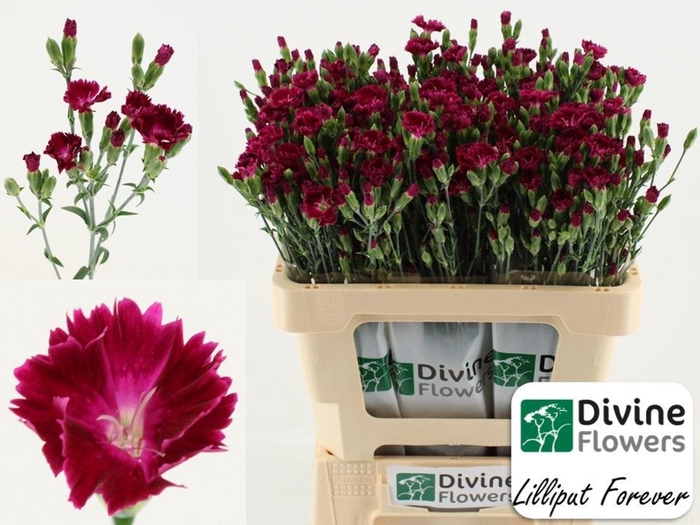 <h4>Dianthus  'Lilliput Forever'</h4>