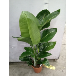 Strelitzia nicolai